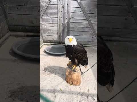 A Wild Day at Prague Zoo 🦒🇨🇿 #Shorts#popular