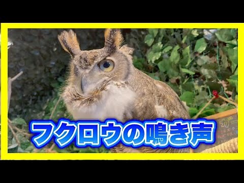 まるで咆哮！これがフクロウの鳴き声【アメリカワシミミズク】