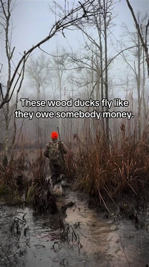 Wood Duck Hunting Tips in Alabama