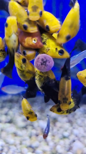 AquaOne fish treat tablets working....well, a 'treat', for our hungry Moppies, Diamond Rummies and Red Coral platys! We have plenty of these treats in stock, your fish will love you even more! Contains garlic and will give your fish a much needed immune system boost! | Aquatics & Bay Garden Centre