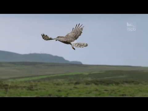 Hen Harrier Day 2017