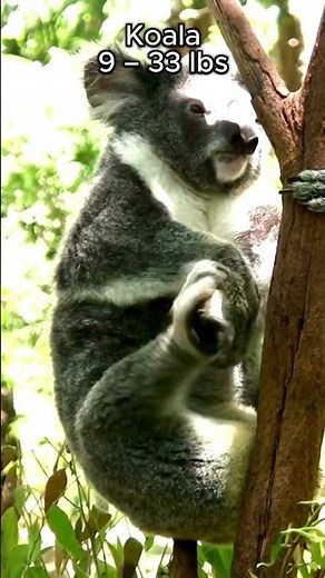 Who would win? Sloth vs Koala #animallife #animals #wildlife #wildanimals #animal #bear #nature #fyp