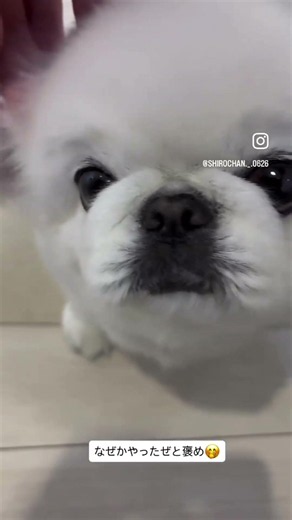手前だけお耳掃除🐶#いぬ #いぬのいる生活 #いぬすたぐらむ #いぬのきもち #いぬいどんどんすきになる #耳掃除 #犬のいる暮らし #犬のいる生活 #犬動画