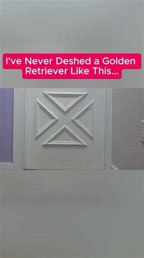 Deshedding a Golden Retriever: Effective Techniques