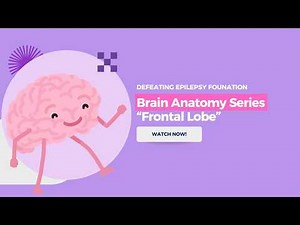 Your Frontal Lobe Controls More Than You Realize