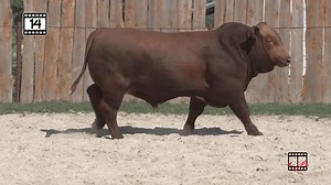 Enforcer X Tanks Momma ranking in the top 1% of the breed for Weaning and Yearling. See them all October 19 in Brenham, Texas. https://beefmasterbullsale.com/texas-sale/ | Beefmaster Bull Sale