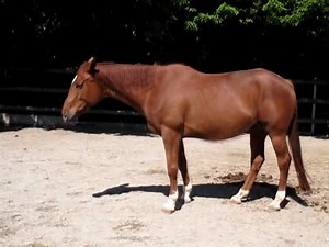 File:Horse standing MVI 7491.MOV.ogv - Wikimedia Commons