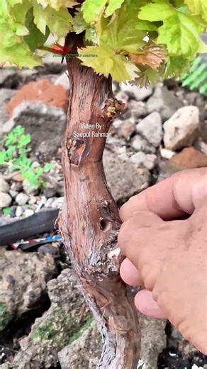 Grapevine grafting Techniques using Drill