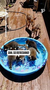 154K views · 1.6K reactions | Look at the lil Bambis next to the pool!  | Pubity | Facebook