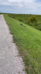 Check out this alligator wearing camo gear in Sweetwater Wetlands Park. Who's going to tell the poor little guy that we can still see him? 🐊 VIA: Chris Rissmiller & Alligators of Florida #gator #camo #camoflauge #gator #florida #ehp #evergladesholidaypark #sweetwaterwetlandspark #alligatorsofflorida #floridalife | Everglades Holiday Park