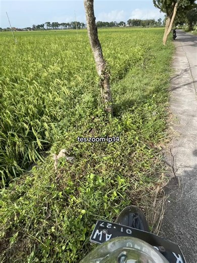 Uji Coba Kamera iPhone 14: Zoom dan Hasil Foto