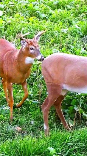 😲 Невероятное поведение оленя! 🦌 | Редкий момент в дикой природе#олень #охота #дикаяприрода