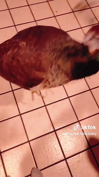 Dramatic peacocks #bird #birds #animals #funnyvideos #animetiktok #😂😂😂 #peacokes #peacokestyle #usa_tiktok
