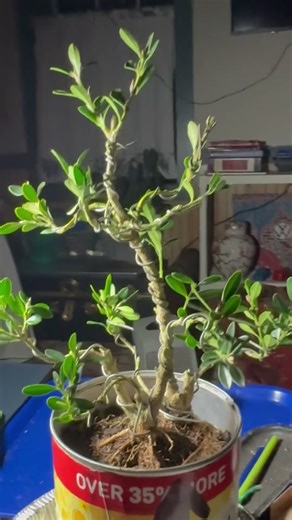 Boxwood bonsai