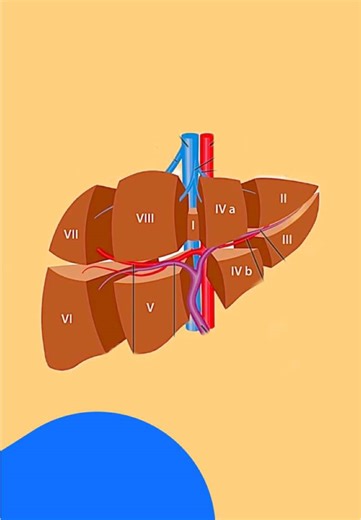 Segmentation hépatique selon Couinaud : Guide complet