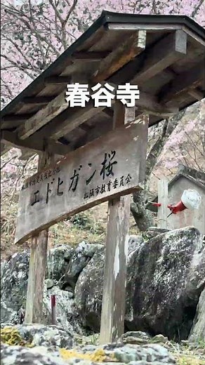 Let's take an early cherry blossom drive 🚗 and go see the cherry blossoms at Shuntani Temple and ...