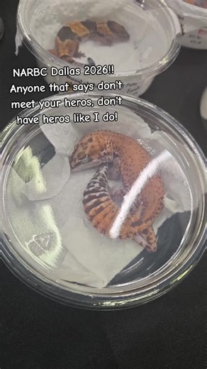 I got to meet my childhood hero, Emily from snake discovery! And of course the woman that started my chameleon addiction @Neptune the Chameleon @TWT Podcast | Reptile Girlies #NARBC #snakediscovery