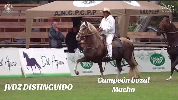 Caballo Peruano de Paso: Tejiendo Ponchos y Pastando Llamas en Peru