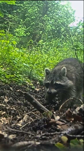 Caught on Camera | A Raccoon Mother and Her Two Youngsters #nature #naturesvoice