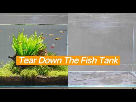 28-Gallon Aquarium Teardown & Deep Clean
