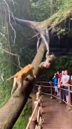 A mandrill tries to escape from two leopards attacking it and falls into the river. #animalattack