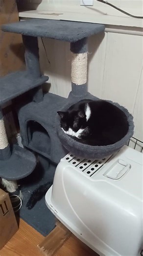 Chique our cat trying to sleep on her cat tree #shorts