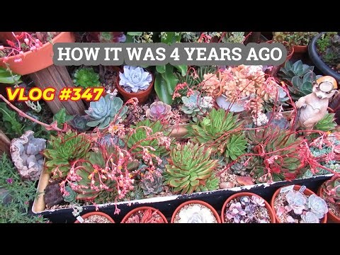 THE END OF MY SUCCULENT BACK GARDEN | VLOG #347 Growing Succulent with LizK