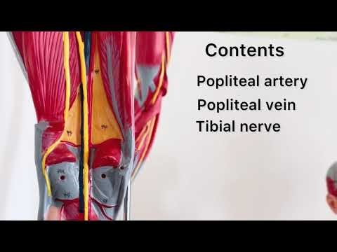 Popliteal Fossa Made Easy | Borders, Contents & Clinical Anatomy | Dr Aqil Shah 