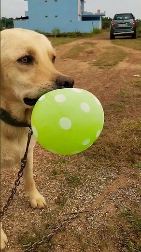 Labrador retriever running 😝🐕 # shorts # pet # puppy # animal # trending # dog running video # dog #