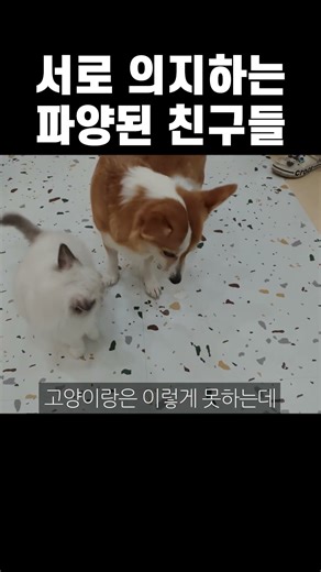 Abandoned animals relying on each other