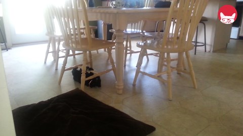 Funny Parkour Cats Video Compilation