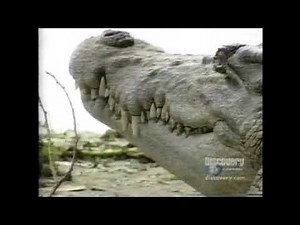 Wild Discovery - Wildest Australia