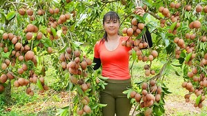 556K views · 10K reactions | Harvesting Sapodilla Fruit Goes To Market Sell - Grow spinach | Phuong Free Bushcraft | Free Bushcraft | Facebook