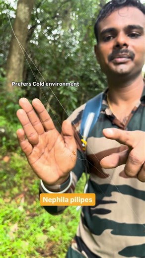 Nephila pilipes spider