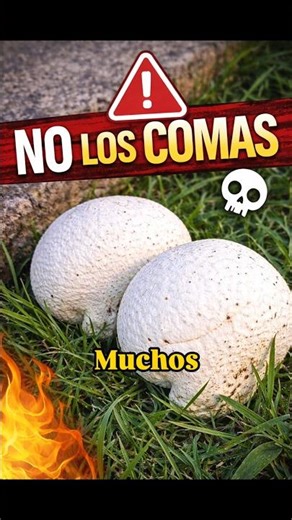 No todo lo que brilla es ORO 🍄