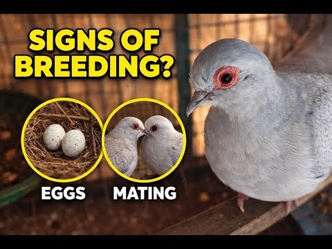 Pregnant Dove Signs | Pregnant dove behavior #diamond_dove