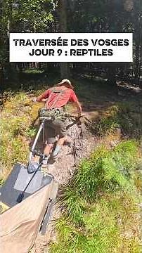 Crossing the Vosges, Day 8: Reptiles. A grueling climb