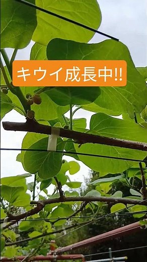 キウイ栽培中 #キウイ #家庭菜園 #kiwi #農業