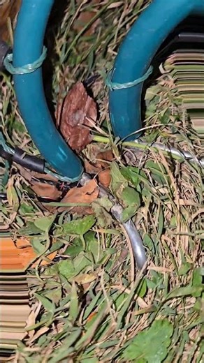 Poultry Netting Grounding Out fix #poultrynetting #grounding #zipties #diy #homestead #layinghens