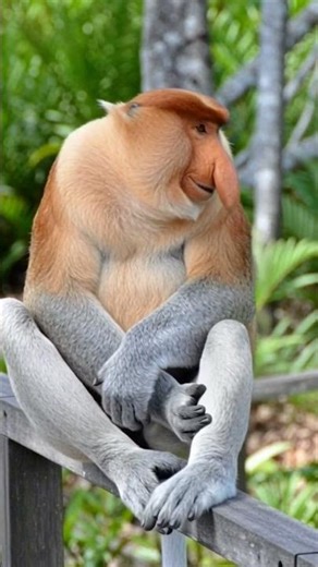 This Monkey Is Extremely Rare! #mongkey #animals #shorts