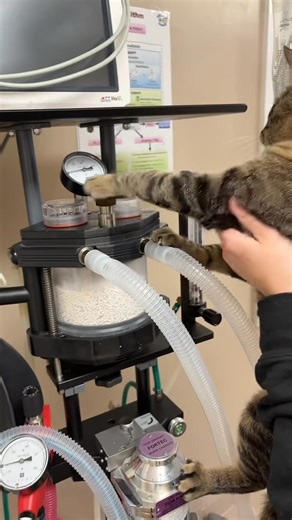 Ever wonder how an anesthetic machine works? Leonard’s here to explain it! | West Lorne Animal Hospital