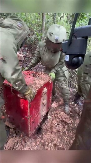 How to Handle Giant Hornets Safely #gianthornets #hornetnestremoval #wildliferescue