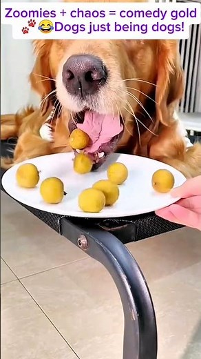Funny Dogs Compilation | Adorable Pups Being Silly & Goofy #heartwarming #petshorts #animalshorts