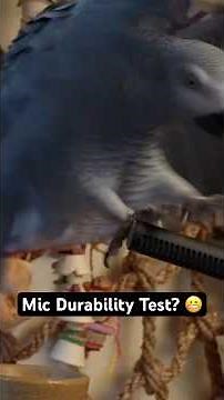 Mic Durability Test 🎤