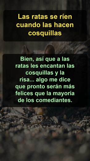 Las ratas se ríen cuando las hacen cosquillas