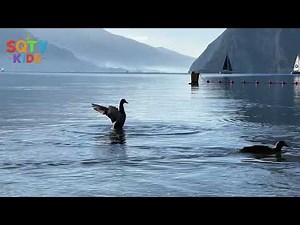 The Little Duck Song 🦆 | Quack Quack Sound | Fun Farm Animals for Kids