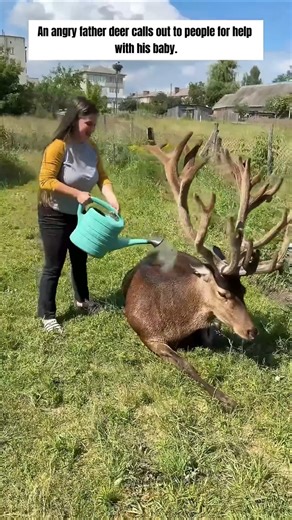 Father Deer Begs Humans to Save His Baby 🦌🥺