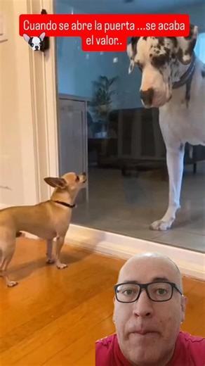 El chiguagua mas valiente ..hasta que....jaja #puertavidrio | Cesar Enrique Navarrete