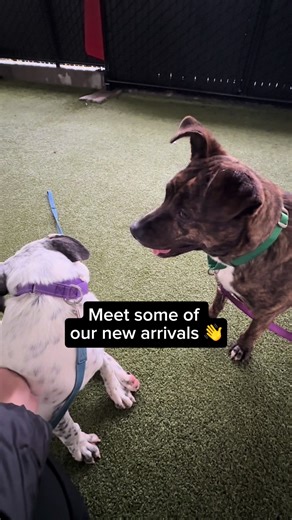 Say hello to our newcomers! 👋 These pups just joined our pack and they are already ready to join yours 😊. We’re closed to the public for Thanksgiving on Thursday, but don’t forget this Friday & Saturday we’ll be having our Home for the Holidays adoption event where adoption fees for all dogs and cats are reduced ❗️ You can learn more about the reduced fees and available pets on our website—come on by to meet our newbies! #dogs #puppy #cuteanimals #pets #adopt