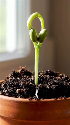 Growing Green Bean From Seed Time Lapse – 45 Days
